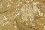 Ordovician Kukersite Oil Shale with Bryozoan Fossils - Russia #369564-1